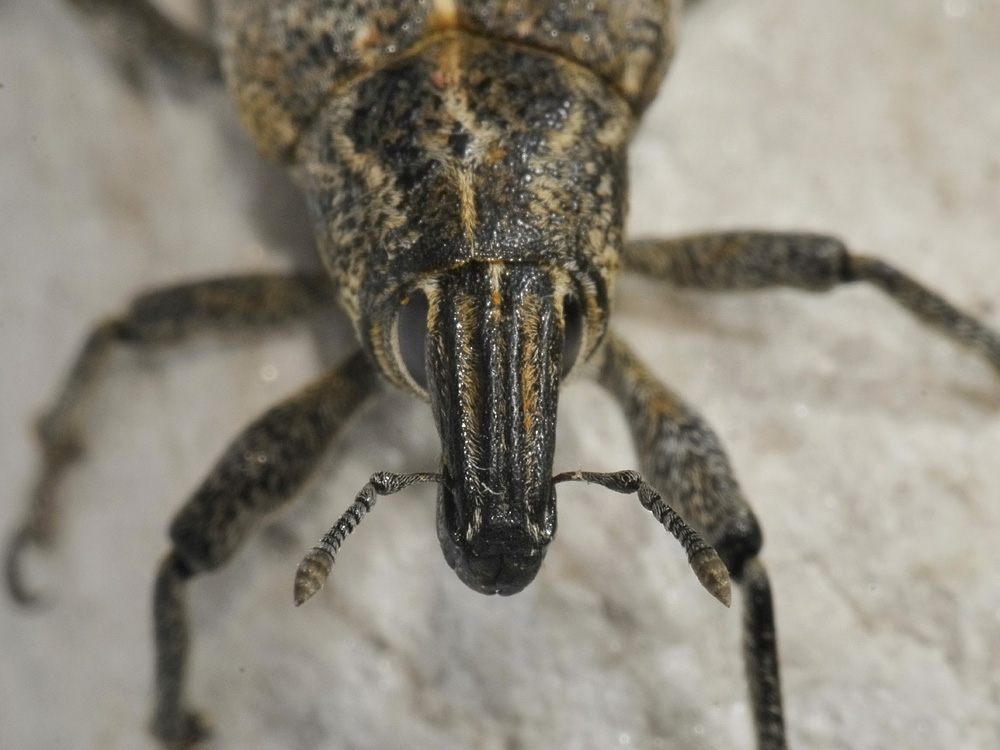 Cleonis pigra - Curculionidae